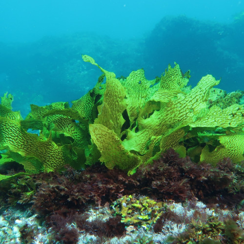 Wie wirkt sich der Klimawandel auf den Seetang im Riff vor Australien aus