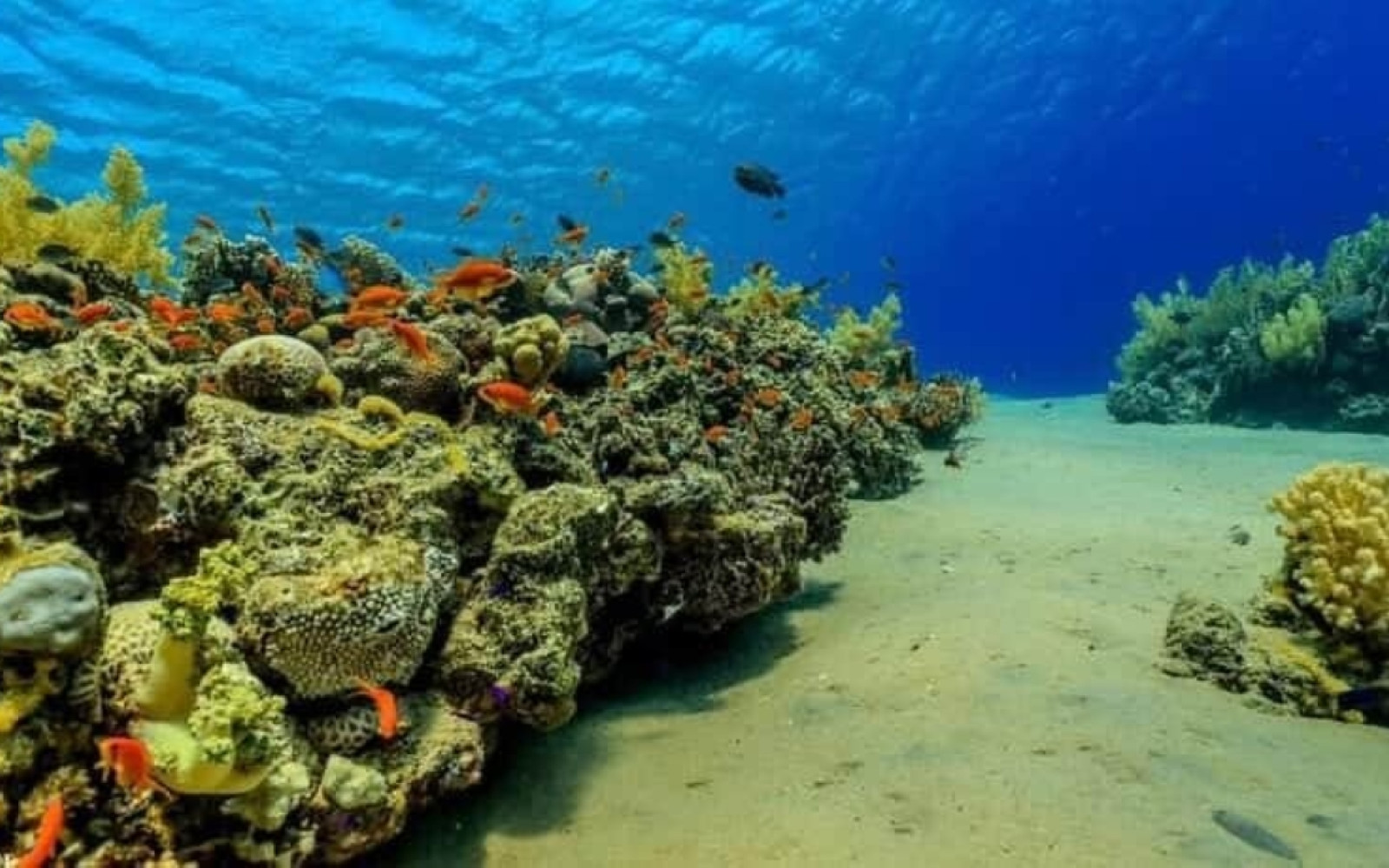 Aufbau eines langfristig angelegten, nicht invasiven Managementsystem in Hurghada