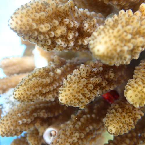 Acropora digitifera