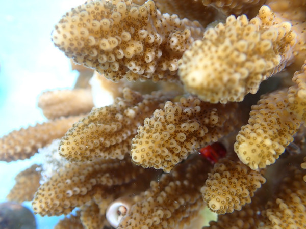 Acropora digitifera